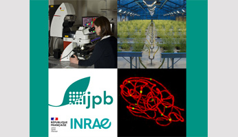 INRAE 2024 open competition: 1 Research Engineer and 2 Technician positions (M/F) at the IJPB