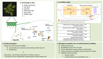 Développement du modèle RBA pour prédire la réponse des cellules végétales dans des conditions environnementales complexes