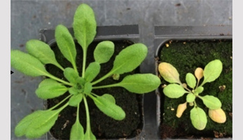 Découverte d’une synergie évolutive pour l’acclimatation au stress chez les plantes