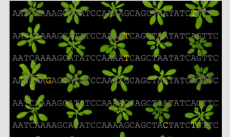 New sequence data on resources from the VASC