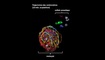 Admiring the ballet of chromosomes during meiosis in real-time