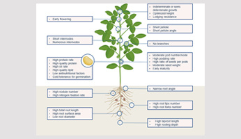 Genome editing, an opportunity to revive soybean cultivation in Europe