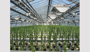 The Versailles Arabidopsis Stock Center (VASC): original genetic resources