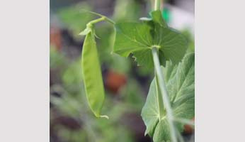 Varietal innovation in pea: development of a genome editing method
