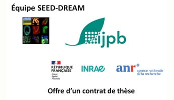 Offre de thèse dans l'équipe IJPB "Graine - Développement, Régulation et Métabolisme" SEED-DREAM