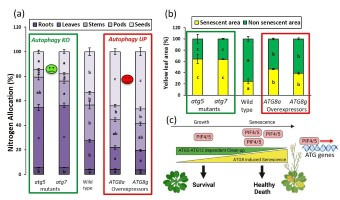 Moduler l’activité autophagique permet de contrôler l’apparition de la sénescence foliaire et de stimuler le recyclage de l’azote