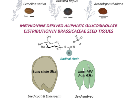 Des graines aux molécules : diversité et distribution spatiale des métabolites spécialisés chez Camelina sativa et autres Brassicacées