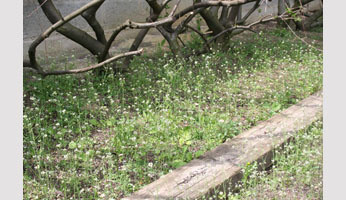 The Versailles Arabidopsis Stock Center (VASC) introduces new resources