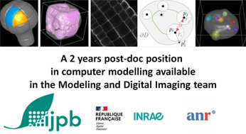 Offre de post-doc sur la modélisation informatique de tissus végétaux en 3D
