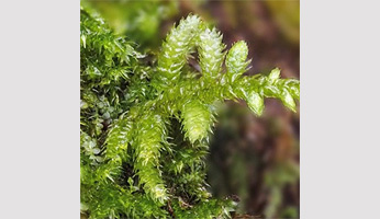 Seminar Dr Yohan Coudert