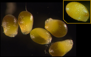 The LEC2 transcription factor exhibits a dual mode of action that is conserved in flowering plants