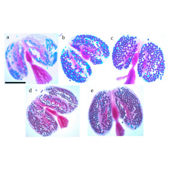 Une protéine PPR apparentée aux restaurateurs de fertilité favorise une stérilité mâle cytoplasmique chez Arabidopsis thaliana