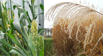 Dans la presse : « Biomass For the Future » développe une production de biomasse durable au service de la bioéconomie