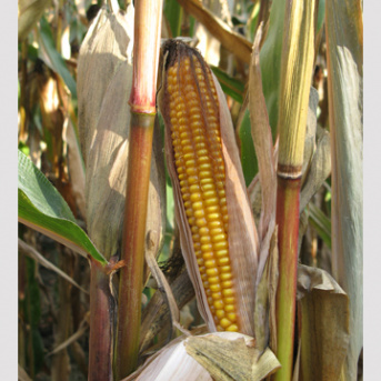 Exploiter la diversité génétique du maïs : de l’intérêt de la composition métabolique des feuilles durant le remplissage des grains