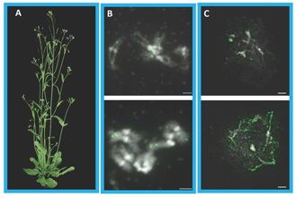 La protéine AXR1, un acteur important contrôlant la localisation des échanges entre chromosomes lors de la formation des gamètes chez Arabidopsis thaliana