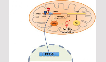 A new mechanism for reversing male sterility in rapeseed hybrids