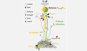 Modulation of plant nitrogen remobilization and postflowering nitrogen uptake under environmental stresses