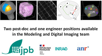 Two post-doc and one engineer positions available in the Modeling and Digital Imaging team