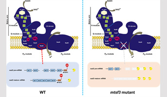 La protéine pentatricopeptide repeat MTSF3 est essentielle à la stabilisation d’ARN messagers mitochondriaux et à l’embryogenèse d’arabidopsis