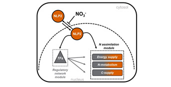 Discovery of the key role of a protein in plant metabolism