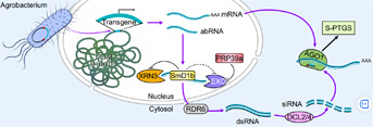 Synergistic action of the Arabidopsis spliceosome components PRP39a and SmD1b in promoting post-transcriptional transgene silencing