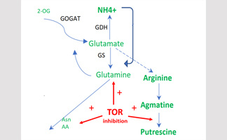La kinase TOR d'arabidopsis régule l'assimilation de l'ammonium et le métabolisme de la glutamine