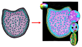 Sophie Guillaume won the first prize for posters at the Annual Congress of the French Association of Histotechnology