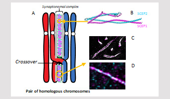 SCEP1 and SCEP2 are essential for meiosis in Arabidopsis thaliana