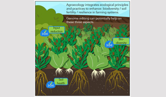 L’édition des génomes peut-elle faciliter la transition vers l'agroécologie ?