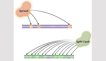 The SpRY Cas9 variant release the PAM sequence constraint for genome editing in the model plant Physcomitrium patens