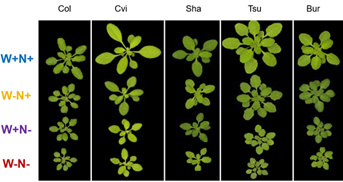 Face à des stress combinés, une grande variabilité naturelle de réponses chez arabidopsis