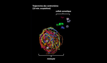 Admiring the ballet of chromosomes during meiosis in real-time