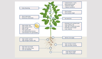 Genome editing, an opportunity to revive soybean cultivation in Europe