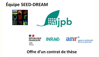Offre de thèse dans l'équipe IJPB "Graine - Développement, Régulation et Métabolisme" SEED-DREAM