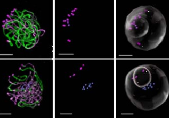 Identification of the protein complex responsible for the attachment of chromosomes to the meiocyte nuclear envelope.