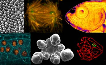 14th Scientific and Technical Days of the INRAE Microscopists Network