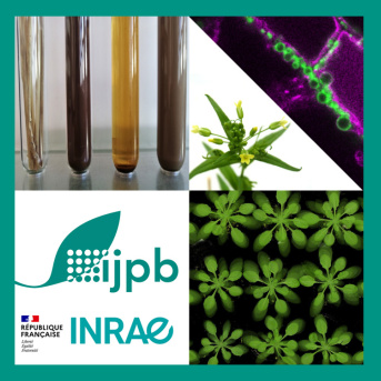 Trois postes INRAE (H/F) en recherche ouverts à la mobilité à l'IJPB : Technicien de recherche, Assistant Ingénieur, Ingénieur de recherche