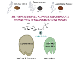 Des graines aux molécules : diversité et distribution spatiale des métabolites spécialisés chez Camelina sativa et autres Brassicacées