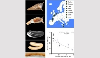 Understanding the specifics of fatty acid metabolism in the endosperm of Brassicaceae
