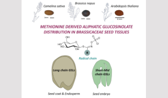 Des graines aux molécules : diversité et distribution spatiale des métabolites spécialisés chez Camelina sativa et autres Brassicacées