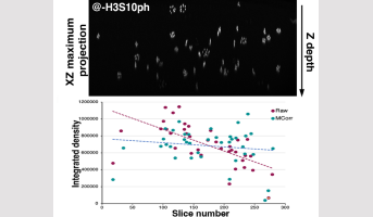 Semi-automated quantification of phosphorylation signals of a histone involved in cell division in Arabidopsis