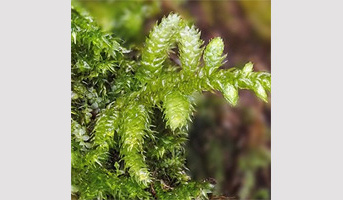 Séminaire Dr Yohan Coudert