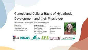 Thesis defense: Pauline Savourat