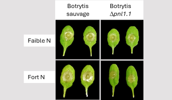 Plant nitrogen limitation impairs apoplastic defense and affects the ability of pathogenic microorganisms to attack them
