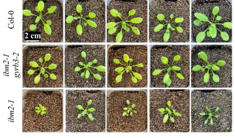 Discovery of a key player in epigenetic control and plant genome stability