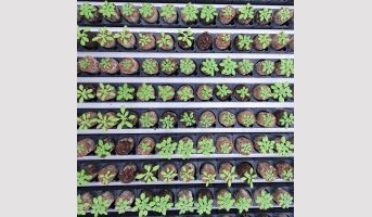 Evolution parallèle chez Arabidopsis face au stress salin dans les îles du Cap-Vert