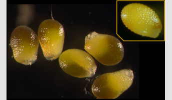 Le facteur de transcription LEC2 présente un double mode d’action conservé chez les plantes à fleurs