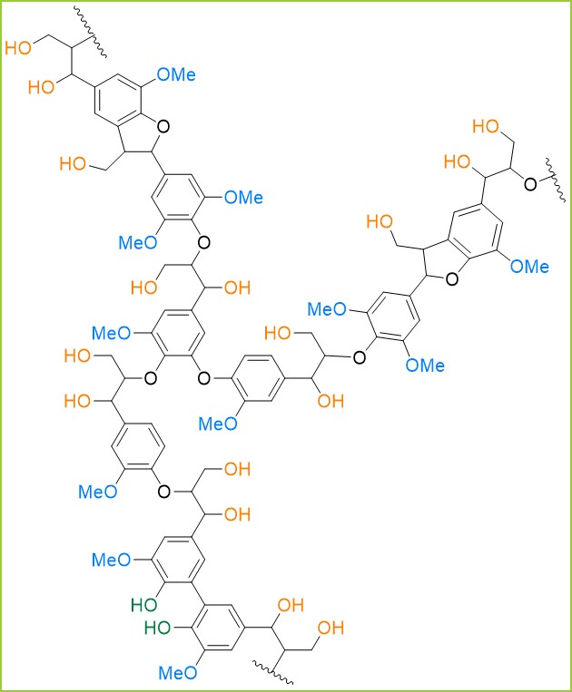 Structural lignin model