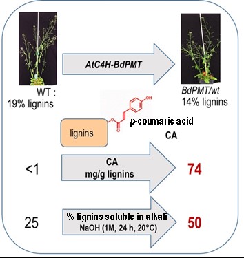 Effet d’une modification génétique sur les propriétés de lignines d’Arabidopsis (Sibout et al 2016)