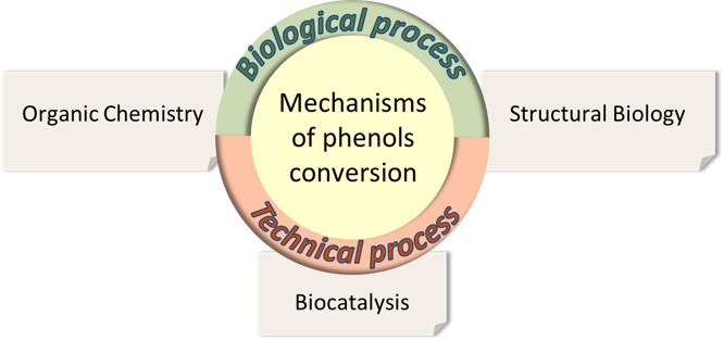 Multidisciplinary approach of the Apsynth team